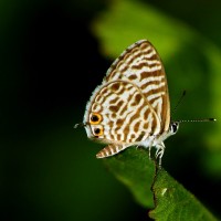 Leptotes plinius Fabricius, 1793